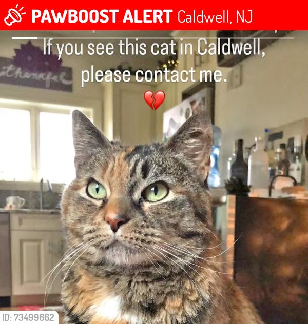 Lost Female Cat last seen Bloomfield Ave, Caldwell, NJ 07006