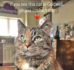 Lost Female Cat last seen Bloomfield Ave, Caldwell, NJ 07006