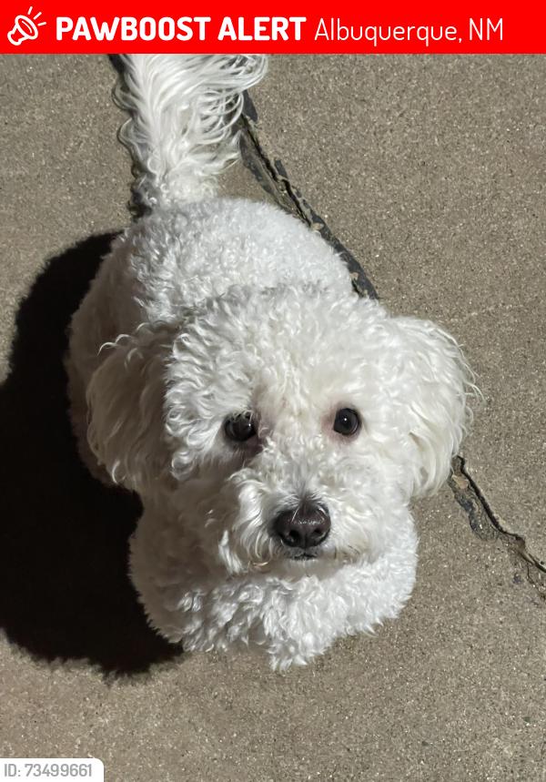 Lost Female Dog last seen 98th street, Albuquerque, NM 87121