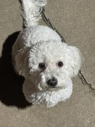 Lost Female Dog last seen 98th street, Albuquerque, NM 87121