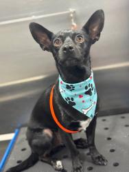 Lost Male Dog last seen some large dog park near downtown los angeles, Los Angeles, CA 90012