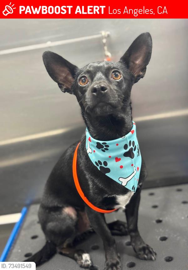 Lost Male Dog last seen some large dog park near downtown los angeles, Los Angeles, CA 90012
