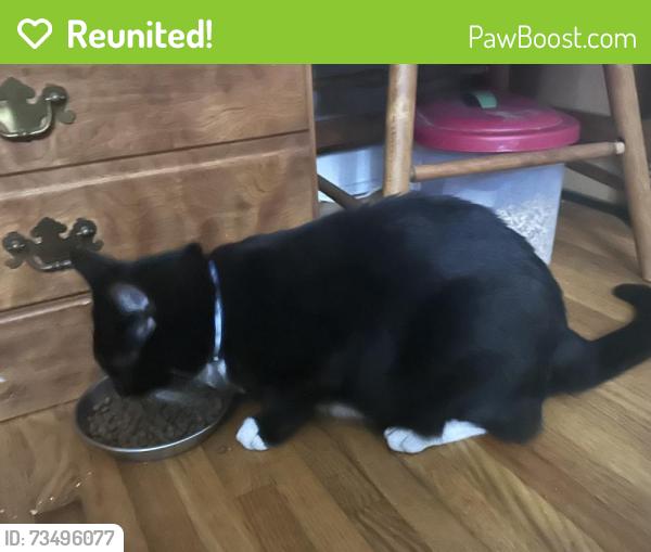 Reunited Unknown Cat last seen 47th and xerxes Ave s, Minneapolis, MN 55410