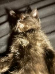 Lost Male Cat last seen 3045millstone ct, Austell, GA 30106
