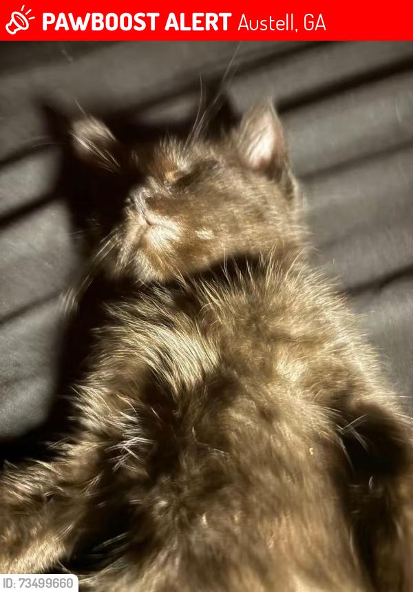 Lost Male Cat last seen 3045millstone ct, Austell, GA 30106