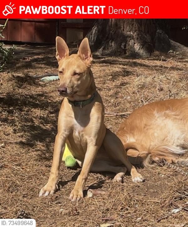Lost Female Dog last seen 30th and Ivy Street in North Park Hill, Denver, CO 80207