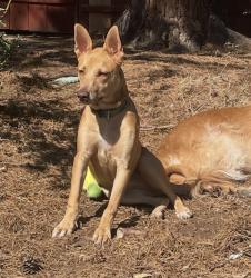 Lost Female Dog last seen 30th and Ivy Street in North Park Hill, Denver, CO 80207