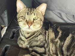 Lost Male Cat last seen Russel ranch, Litchfield Park, AZ 85340