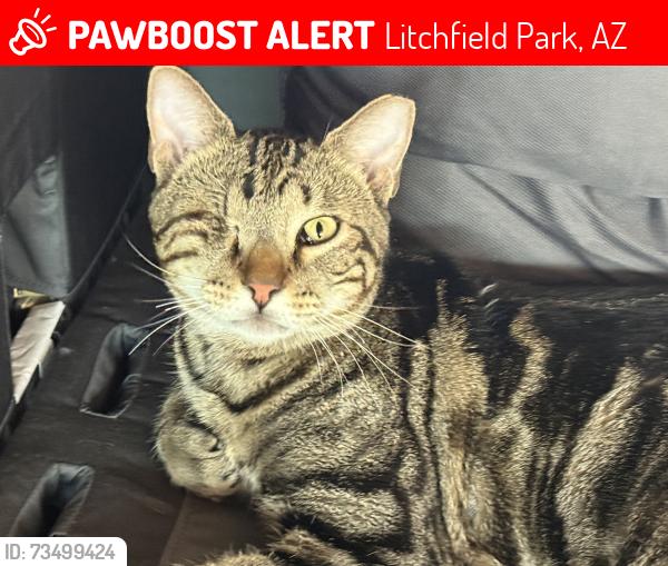 Lost Male Cat last seen Russel ranch, Litchfield Park, AZ 85340