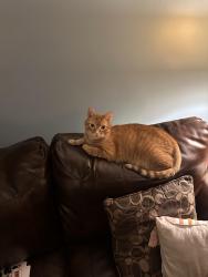 Lost Male Cat last seen Celeste Drive, Shippensburg, PA 17257