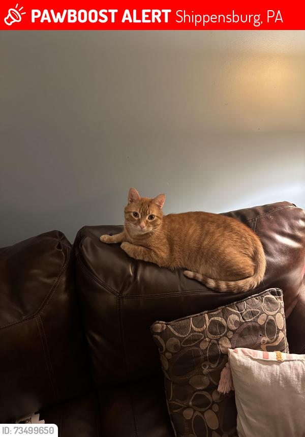 Lost Male Cat last seen Celeste Drive, Shippensburg, PA 17257