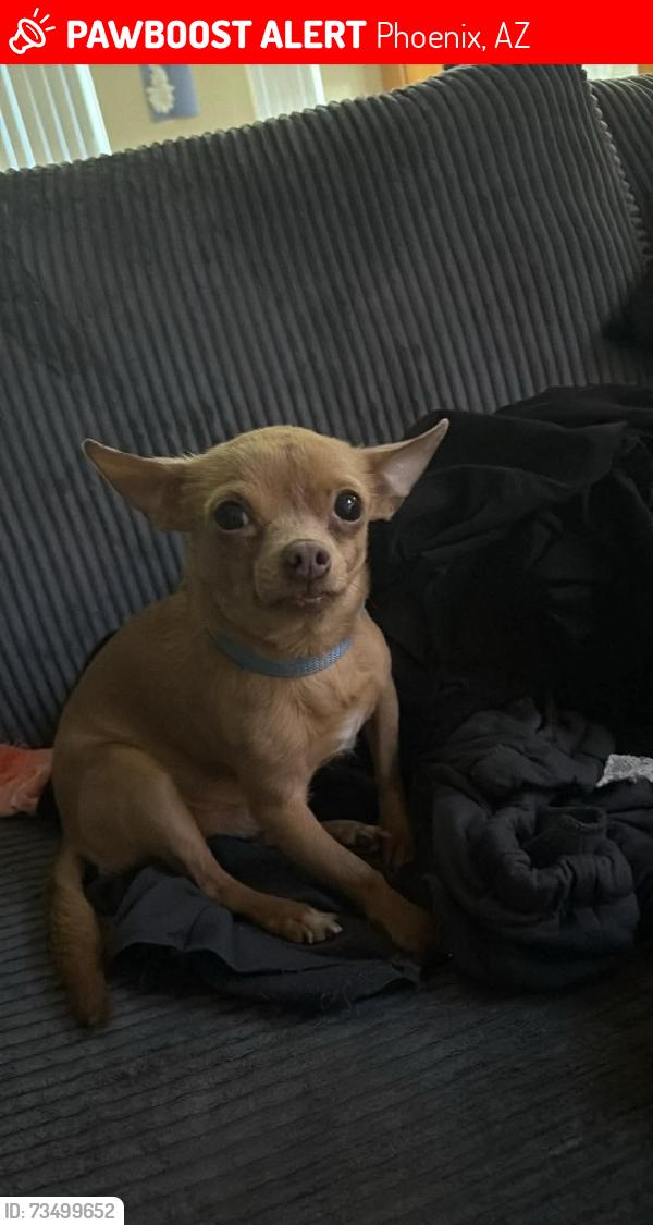 Lost Male Dog last seen 11th ave and Southern, Phoenix, AZ 85007