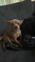Lost Male Dog last seen 11th ave and Southern, Phoenix, AZ 85007
