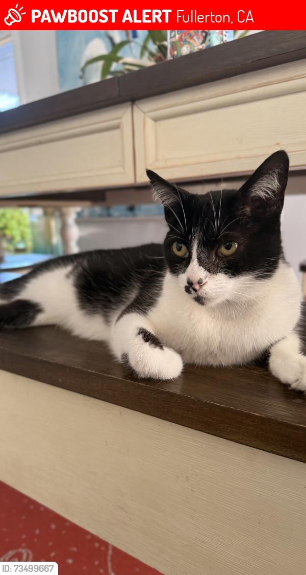 Lost Female Cat last seen Brookhurst street, Fullerton, CA 92833