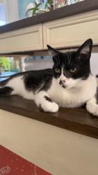 Lost Female Cat last seen Brookhurst street, Fullerton, CA 92833