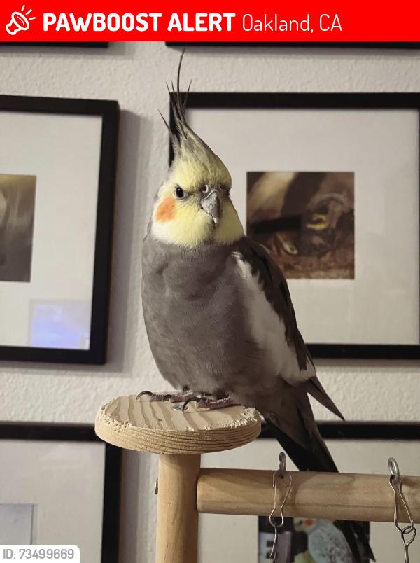 Lost Male Bird last seen 14th and 17th street, Oakland, CA 94612