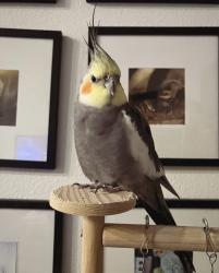 Lost Male Bird last seen 14th and 17th street, Oakland, CA 94612