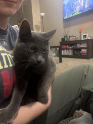 Found/Stray Unknown Cat last seen Near Hamline University, Saint Paul, MN 55104