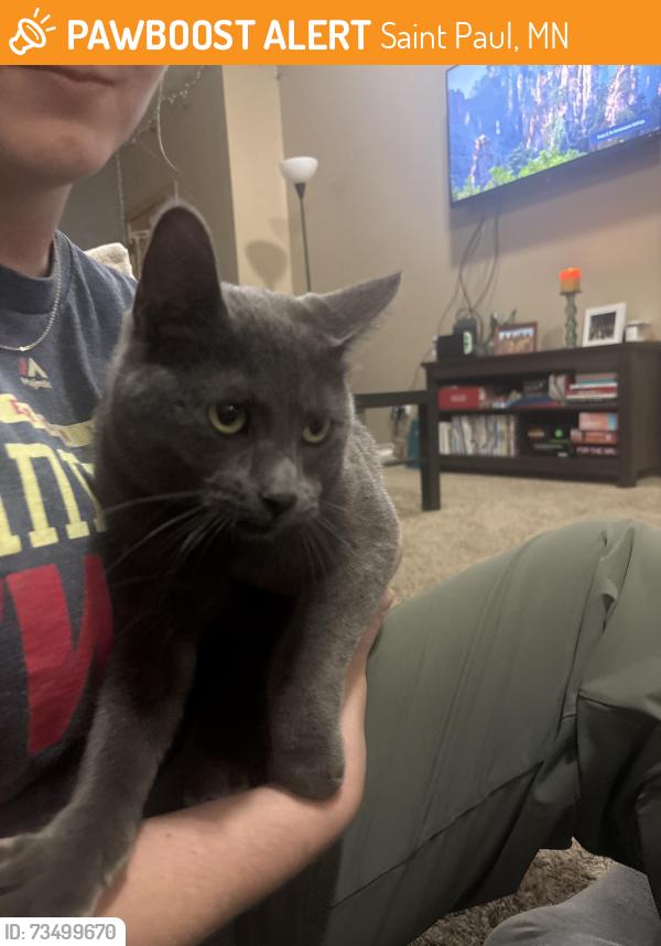 Found/Stray Unknown Cat last seen Near Hamline University, Saint Paul, MN 55104
