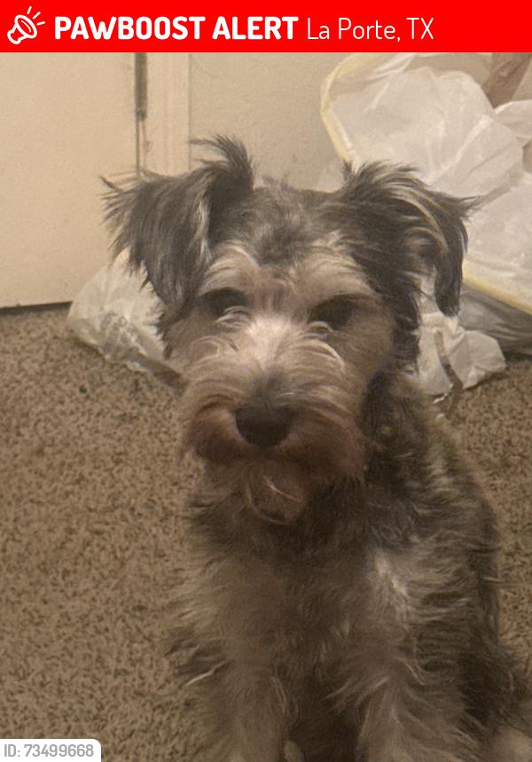 Lost Male Dog last seen glenvalley dr, La Porte, TX 77571