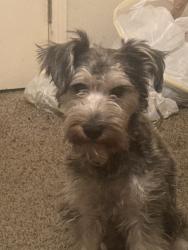 Lost Male Dog last seen glenvalley dr, La Porte, TX 77571