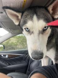 Found/Stray Male Dog last seen West Watkins St Buckeye AZ, Buckeye, AZ 85326