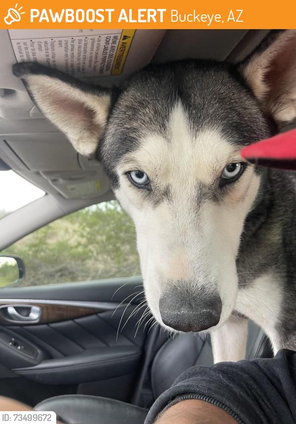 Found/Stray Male Dog last seen West Watkins St Buckeye AZ, Buckeye, AZ 85326