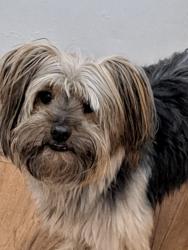 Reunited Male Dog last seen Near Frankford Ave, Panama City, FL 32405
