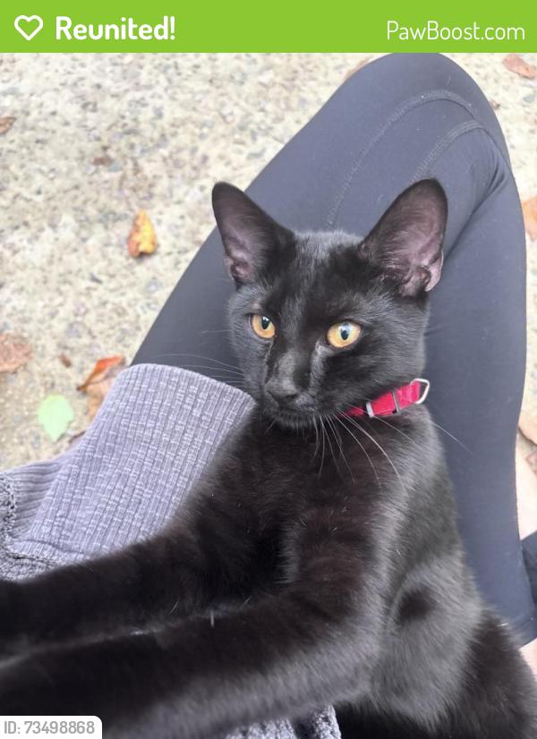 Reunited Male Cat last seen Highway 42, Sanford, NC 27330