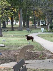 Found/Stray Unknown Dog last seen Prague park, heading north past the ball fields, Prague, OK 74864