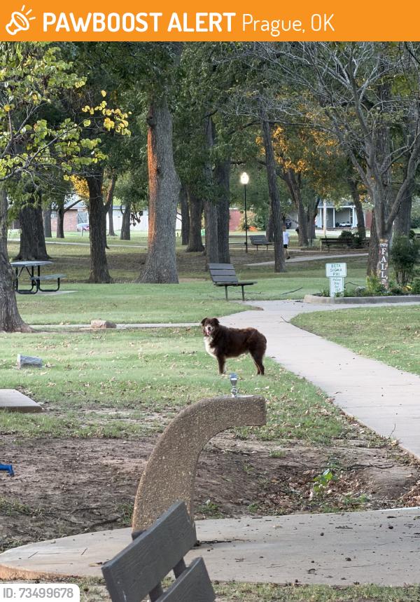 Found/Stray Unknown Dog last seen Prague park, heading north past the ball fields, Prague, OK 74864