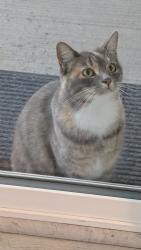 Found/Stray Unknown Cat last seen By Mountain View and 2000 N, Saratoga Springs, UT 84045