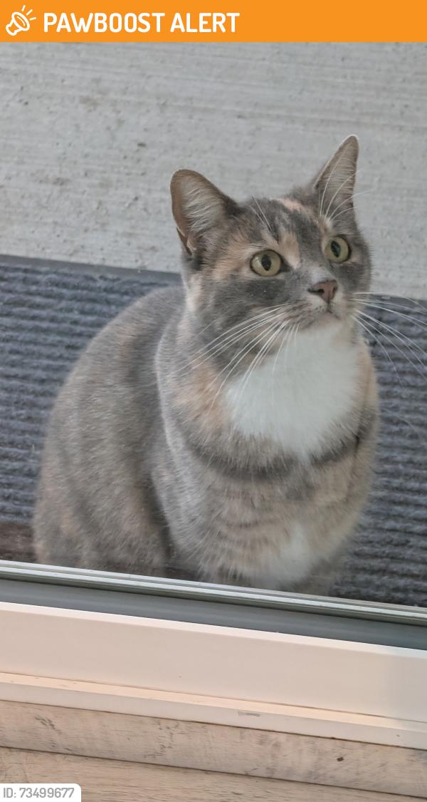 Found/Stray Unknown Cat last seen By Mountain View and 2000 N, Saratoga Springs, UT 84045