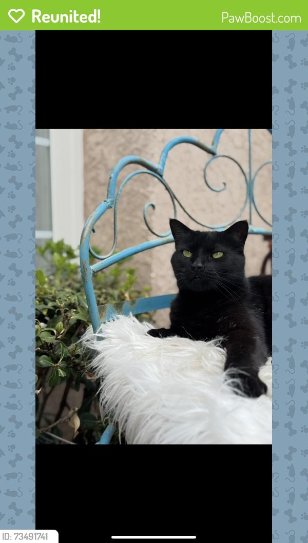 Reunited Male Cat last seen Sycamore , elmdale , cochran, Simi Valley, CA 93065