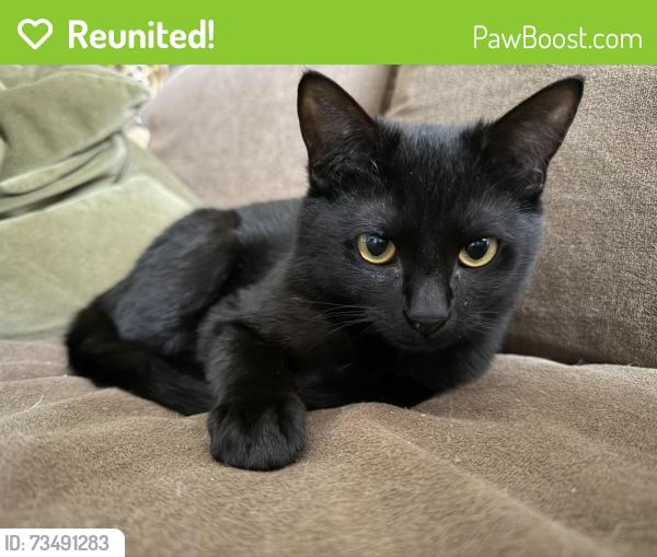 Reunited Female Cat last seen Warrior dr & S Churc st by the Rite Aid, Murfreesboro, TN 37128