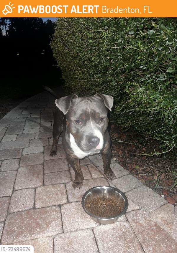 Found/Stray Male Dog last seen 63rd and 5th st E, Bradenton, FL 34203