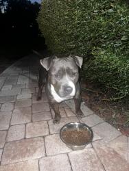 Found/Stray Male Dog last seen 63rd and 5th st E, Bradenton, FL 34203