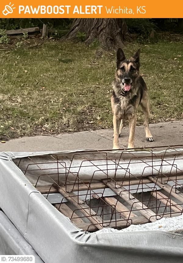 Found/Stray Male Dog last seen Volutsia and Gilbert, Wichita, KS 67211
