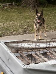 Found/Stray Male Dog last seen Volutsia and Gilbert, Wichita, KS 67211