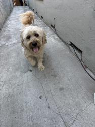 Reunited Male Dog last seen mckee, San Jose, CA 95127