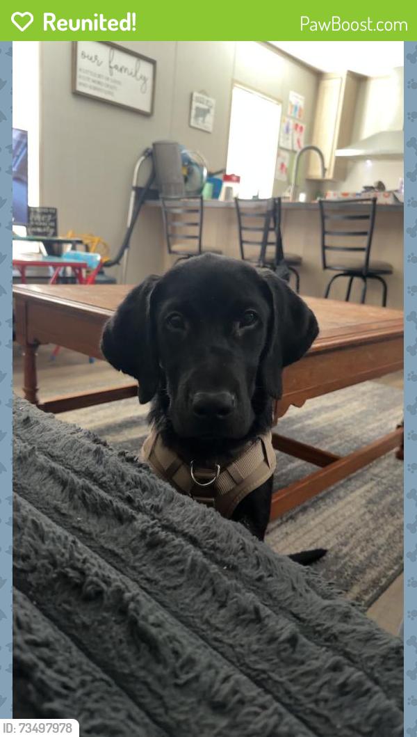 Reunited Male Dog last seen Rockford park Maryville tn, Maryville, TN 37804