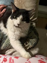 Lost Male Cat last seen Jolie Pointe / Munger road, West Linn, OR 97068