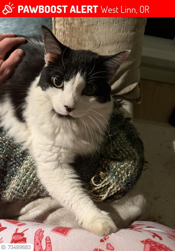 Lost Male Cat last seen Jolie Pointe / Munger road, West Linn, OR 97068