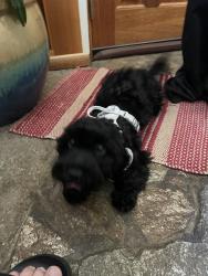Reunited Unknown Dog last seen Near emery Woods area, Federal Way, WA 98003