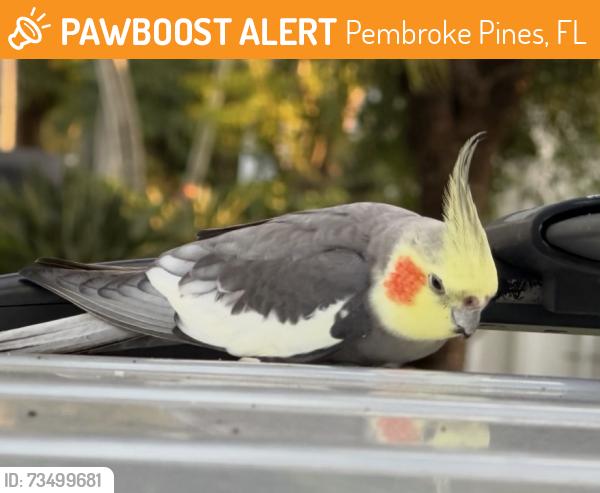 Found/Stray Unknown Bird last seen Pines Blvd & 75, Pembroke Pines, FL 33027