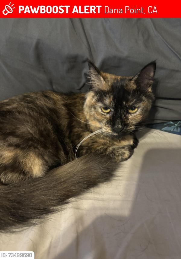 Lost Female Cat last seen Alcazar Dr, Dana Point, CA 92629