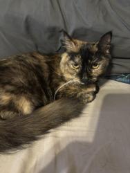 Lost Female Cat last seen Alcazar Dr, Dana Point, CA 92629