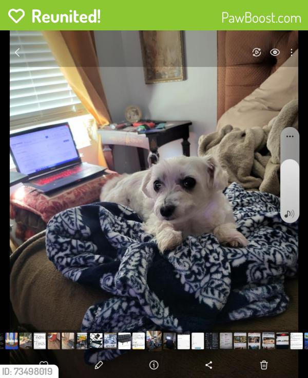 Reunited Female Dog last seen 9th & Hudson, Oklahoma City, OK 73102