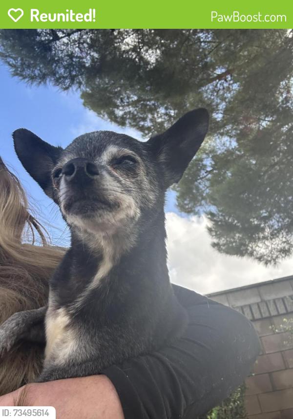 Reunited Male Dog last seen Wilson & highland home, Banning, CA 92220