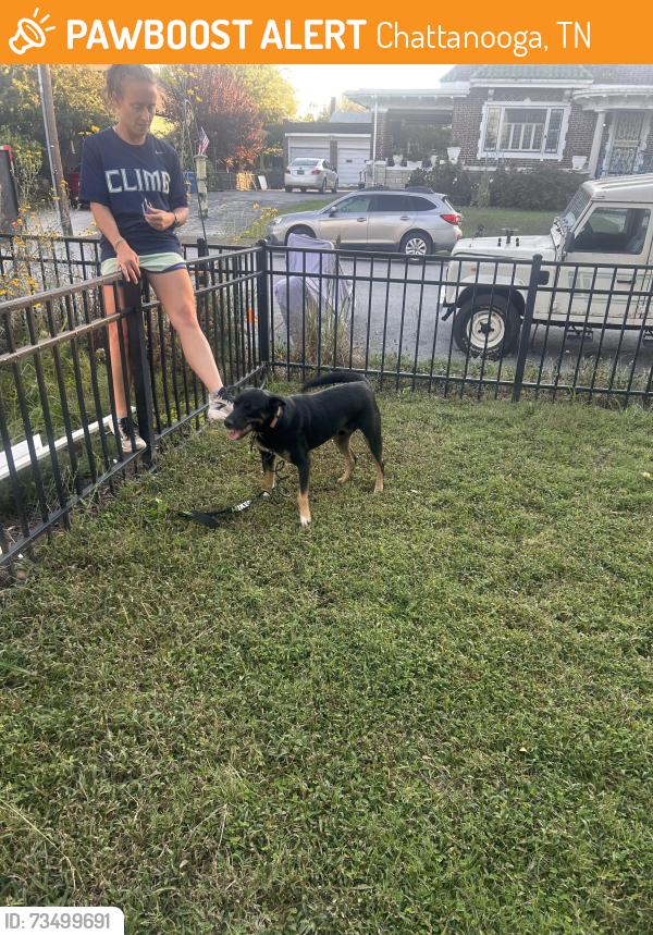Found/Stray Male Dog last seen Near block chamberlain ave, Chattanooga, TN 37404